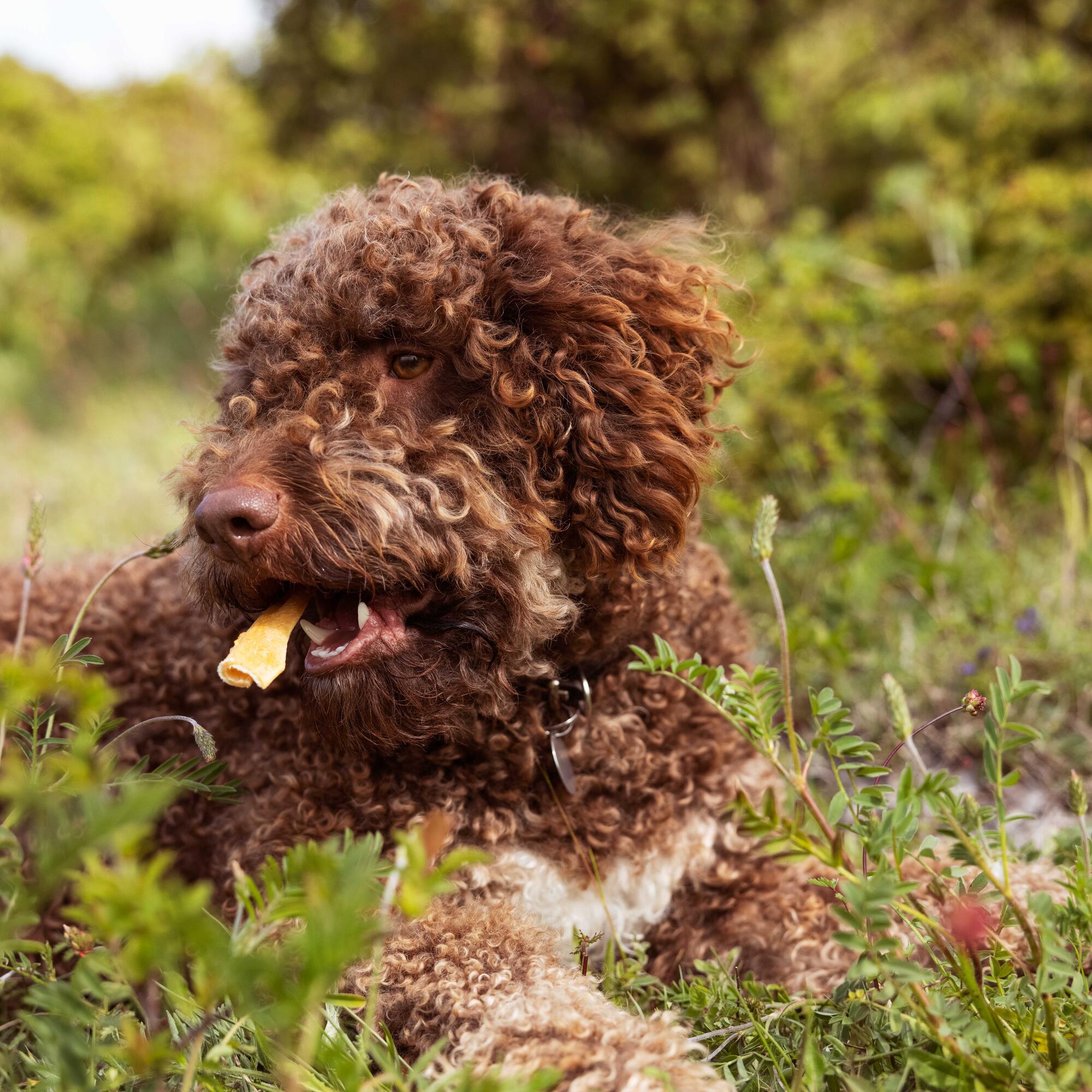 Brown Cockapoo enjoy essential dog treat