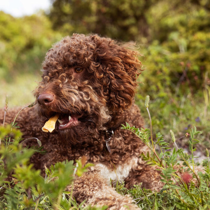 Brown Cockapoo enjoy essential dog treat