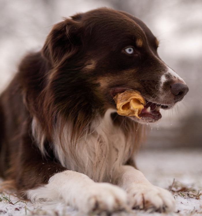 Cow Delights @thenordicbears