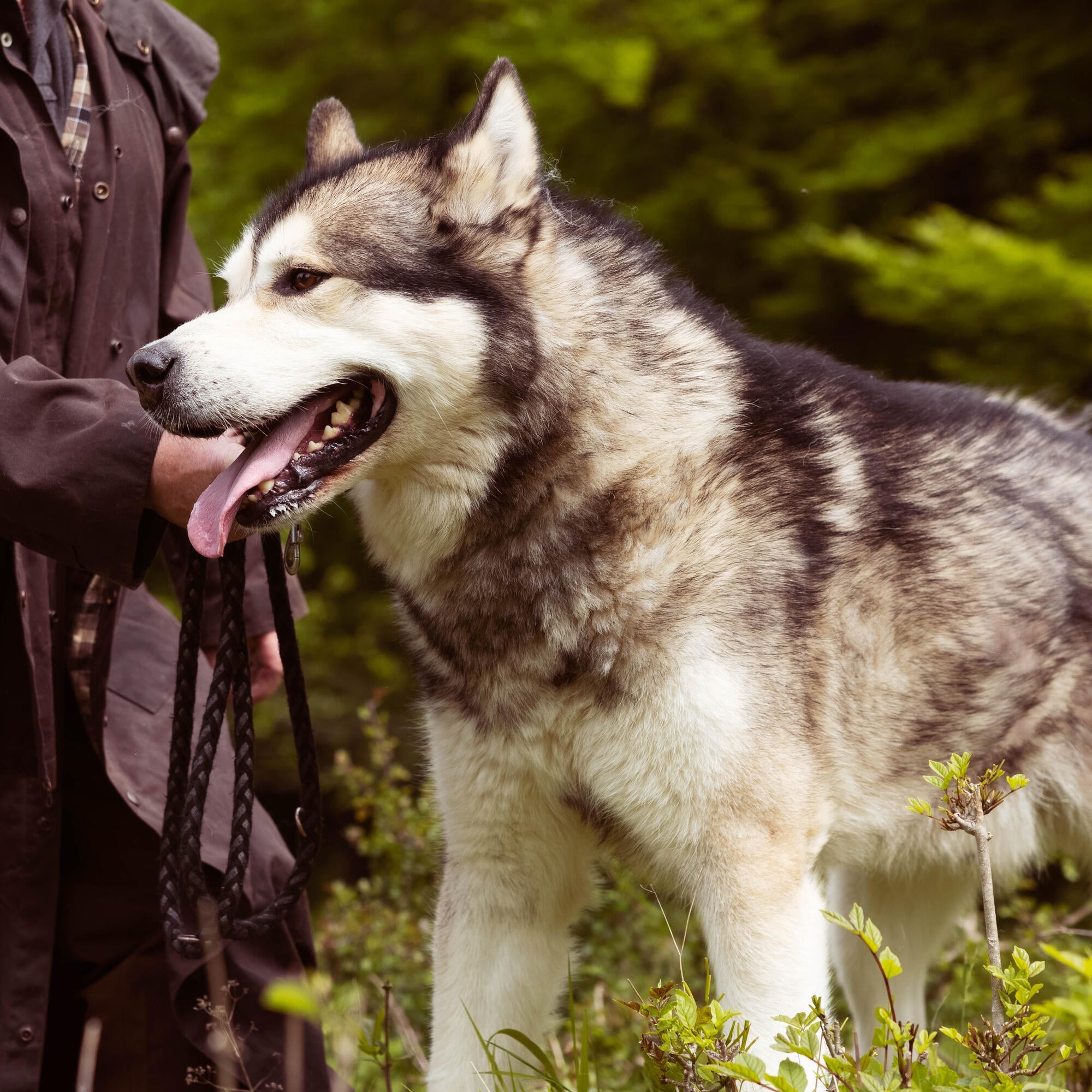 Husky enjoying Essentials Nautical Living