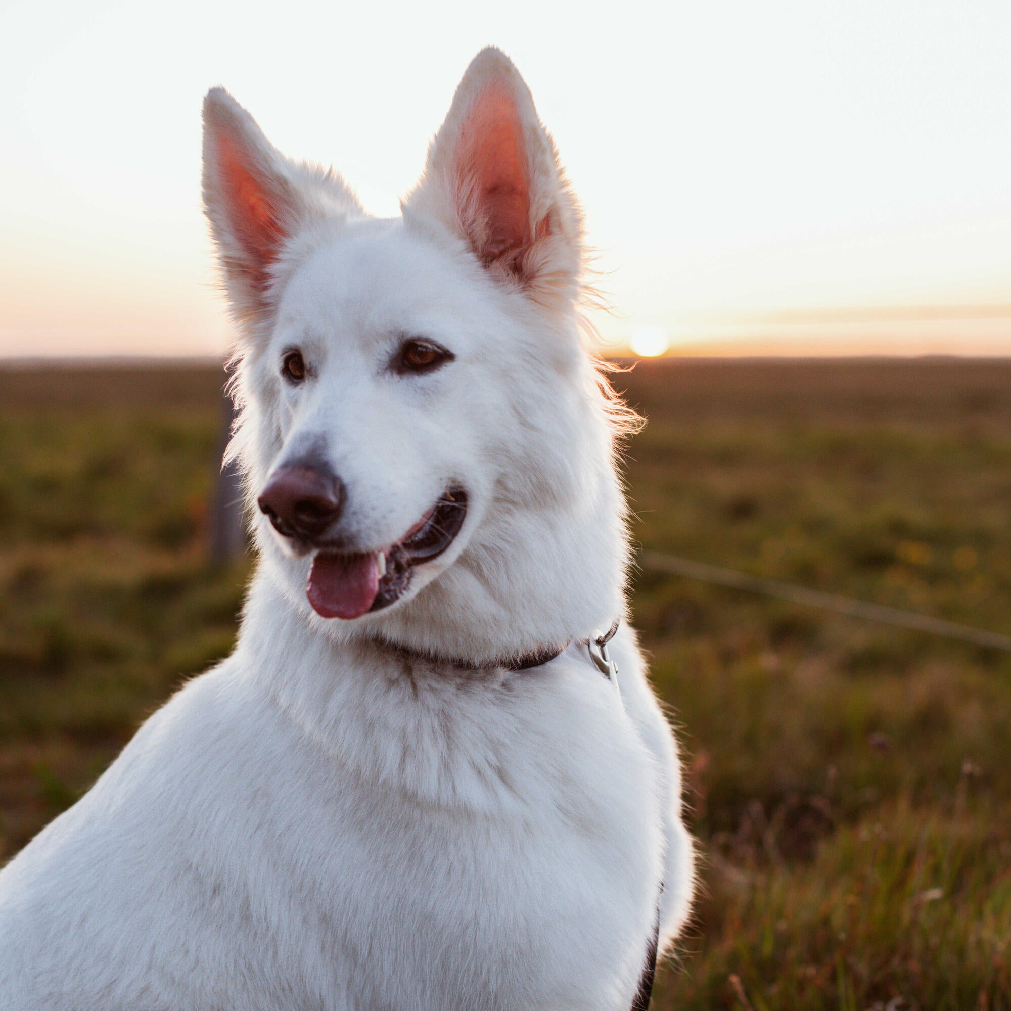 How Much Food Should a 20kg Dog Eat?