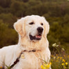 Golden retriever enjoying his essential foods