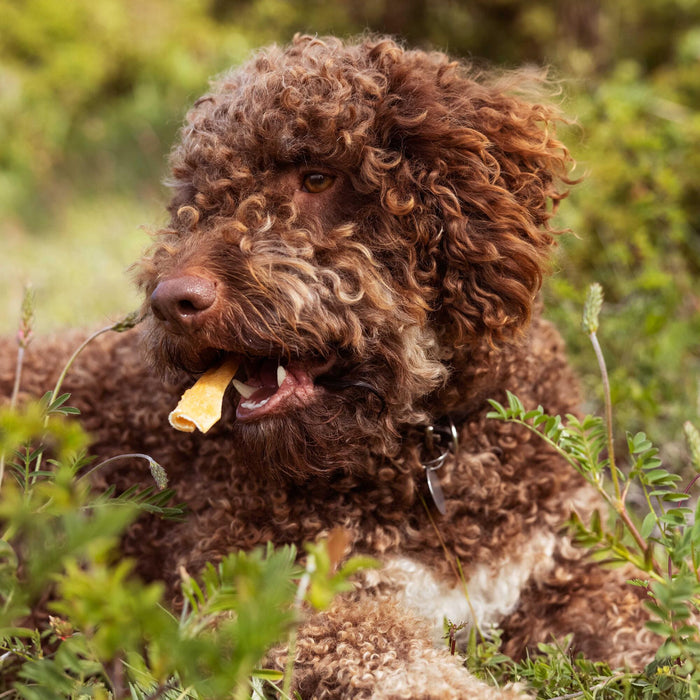 cockapoo snacking in a field
