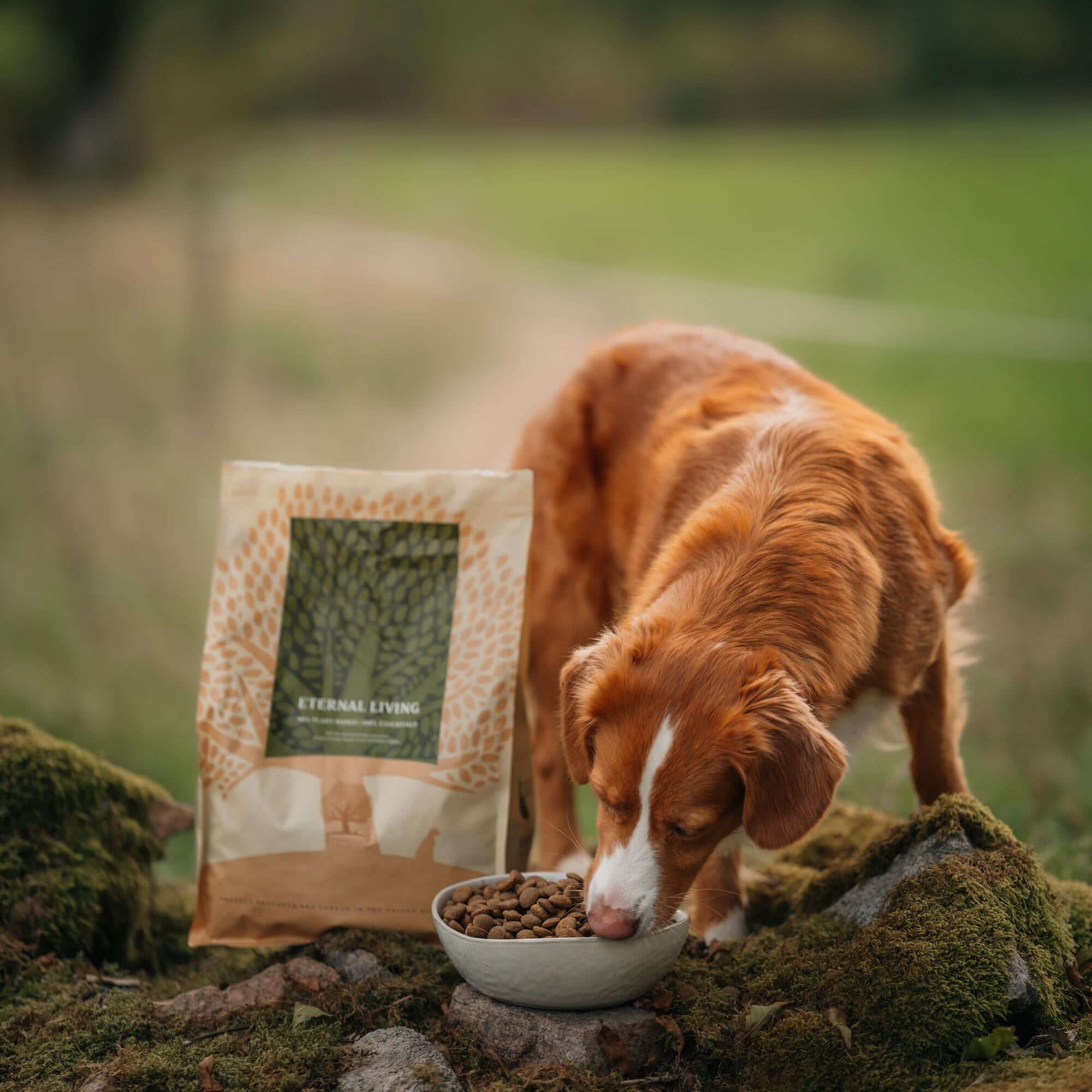 Can dogs eat dog food best sale