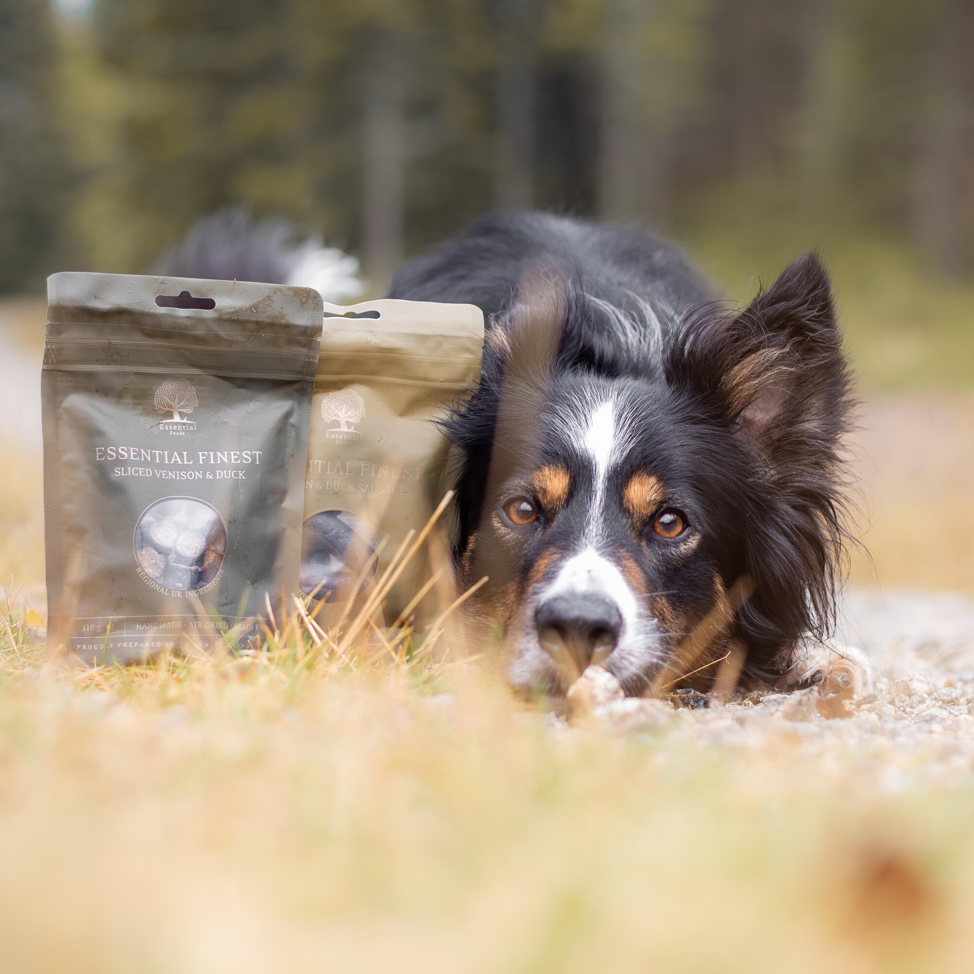 Best dog food for australian shepherd with sensitive stomach hotsell