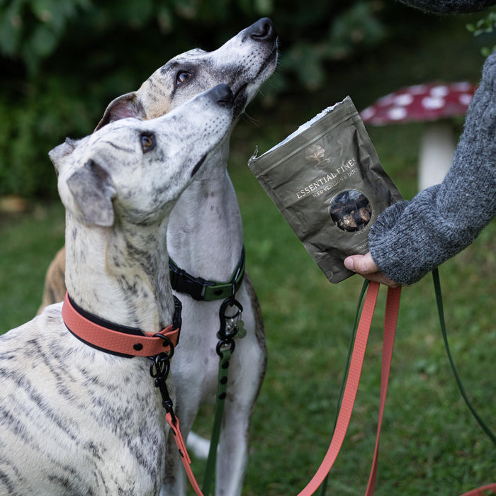 Finest xx @lupin_the_whippet