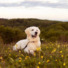 Golden Retriever sitting in a meadow