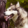Huskey Dog enjoy his walk in the woods