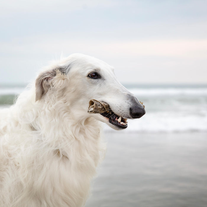 Iceland Fish delights @zarwoe.oligarch