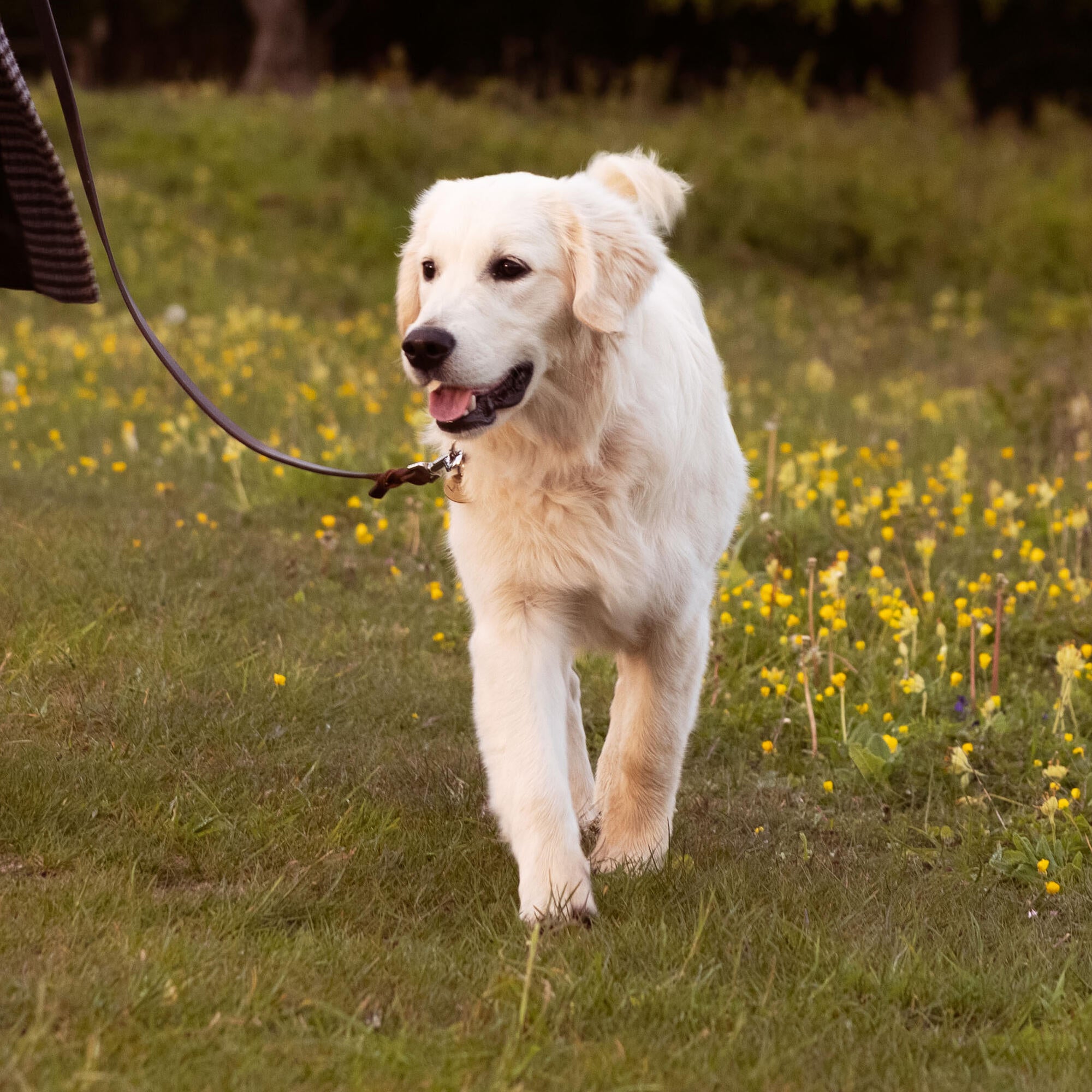 Do golden retrievers shed? | Essentialfoods.ie