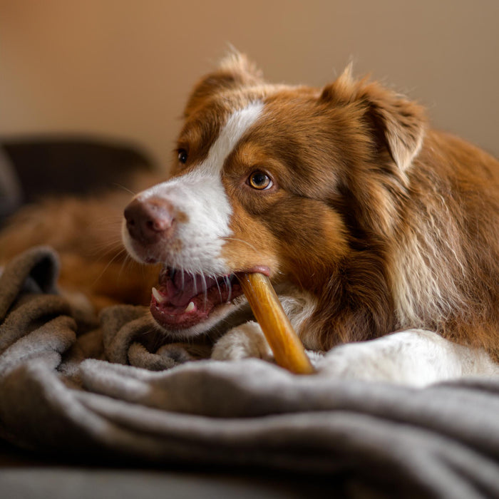 Large Rolled_ @dexter.aussie