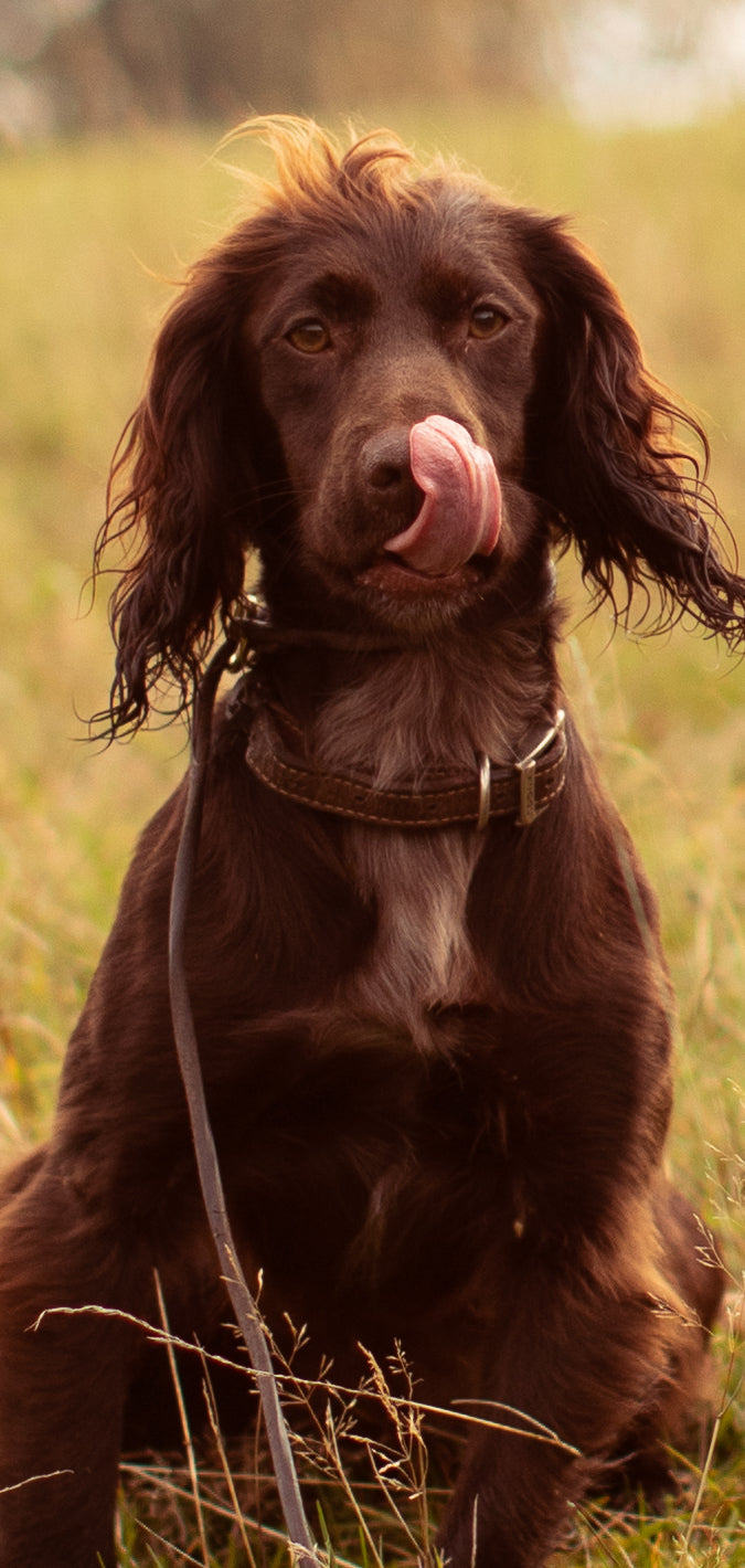 Lifestyle Image-32_Brown dog sitting on hillside_Original format_Highres