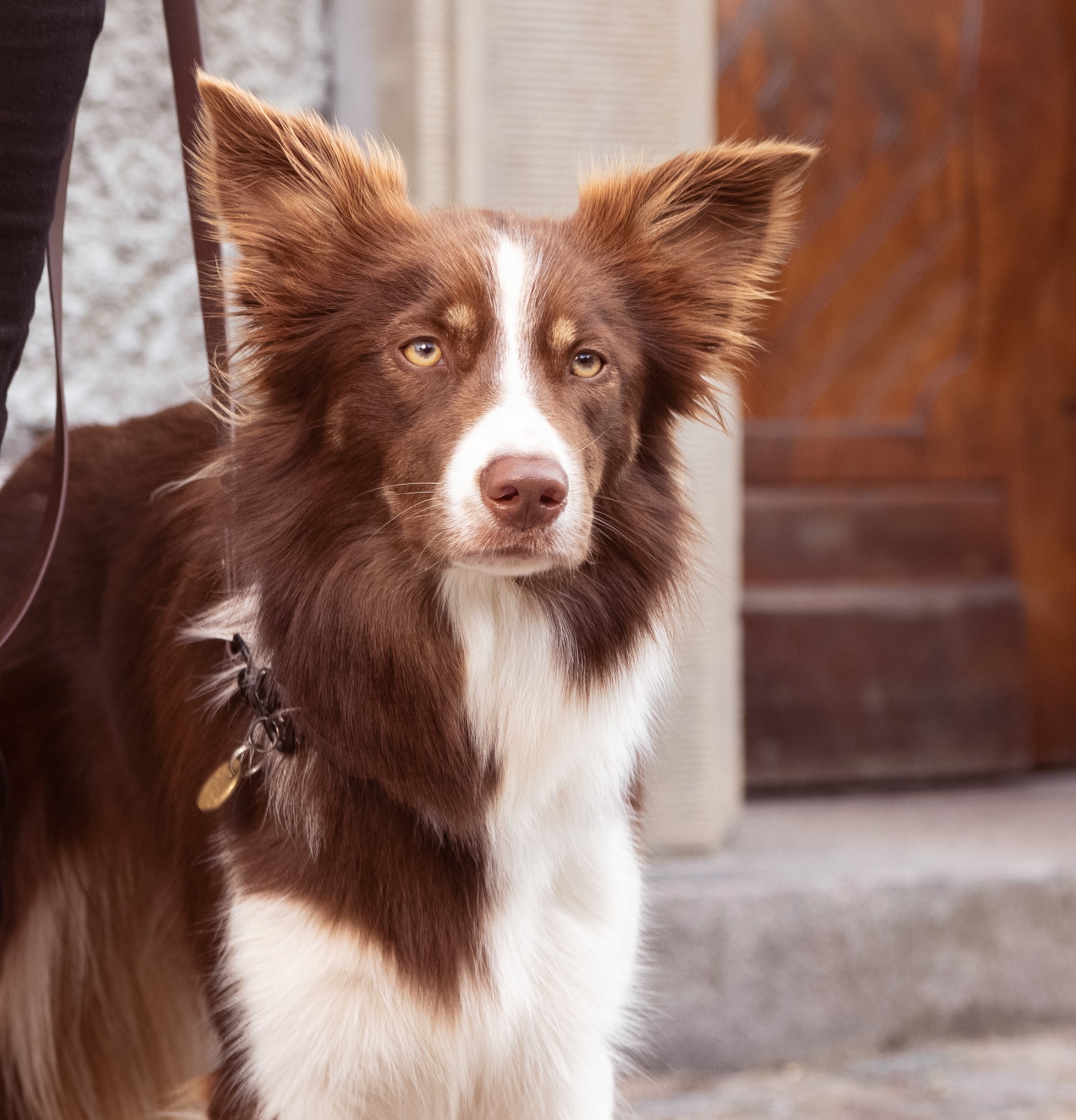 Dog on leash