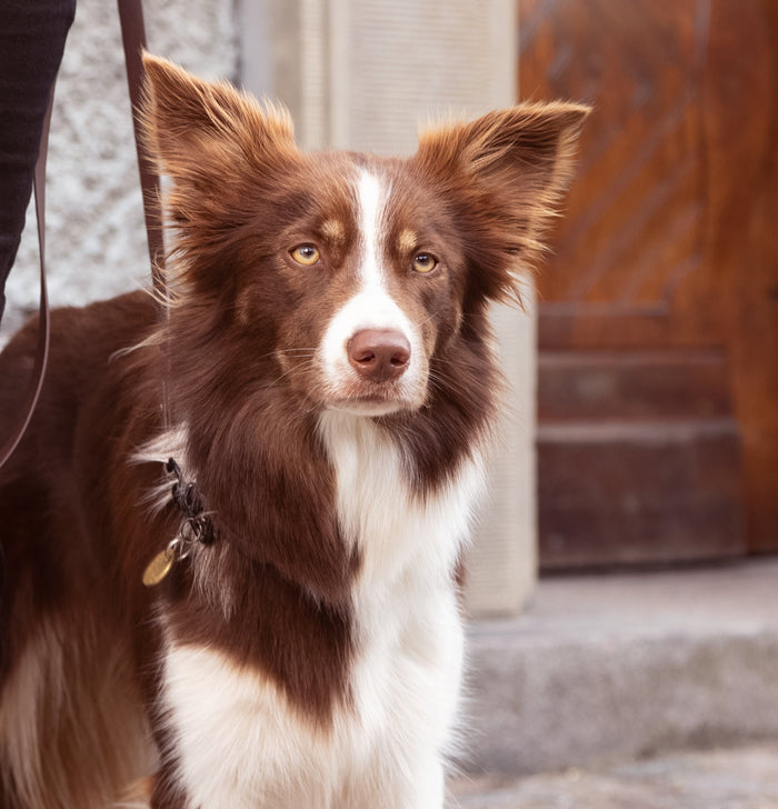 Dog on leash