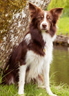 Lifestyle Image-62_Dog by lake_Original format_Highres (1)