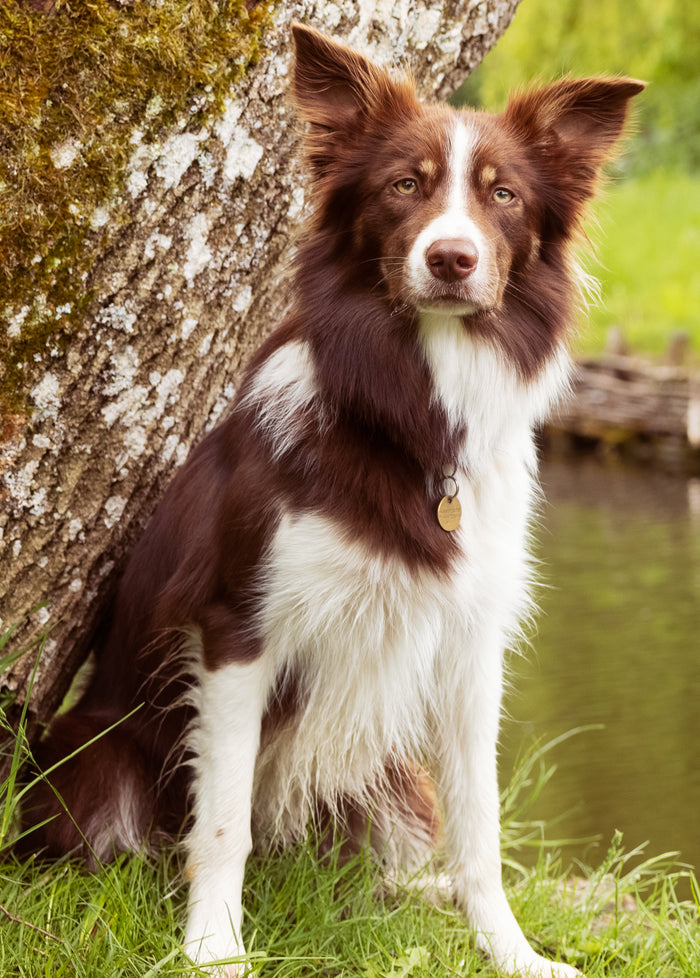 Lifestyle Image-62_Dog by lake_Original format_Highres (1)