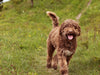 Lifestyle Image-64_Dog running_Original