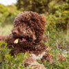 Lifestyle Image-66_Dog snacking_Original format_Highres