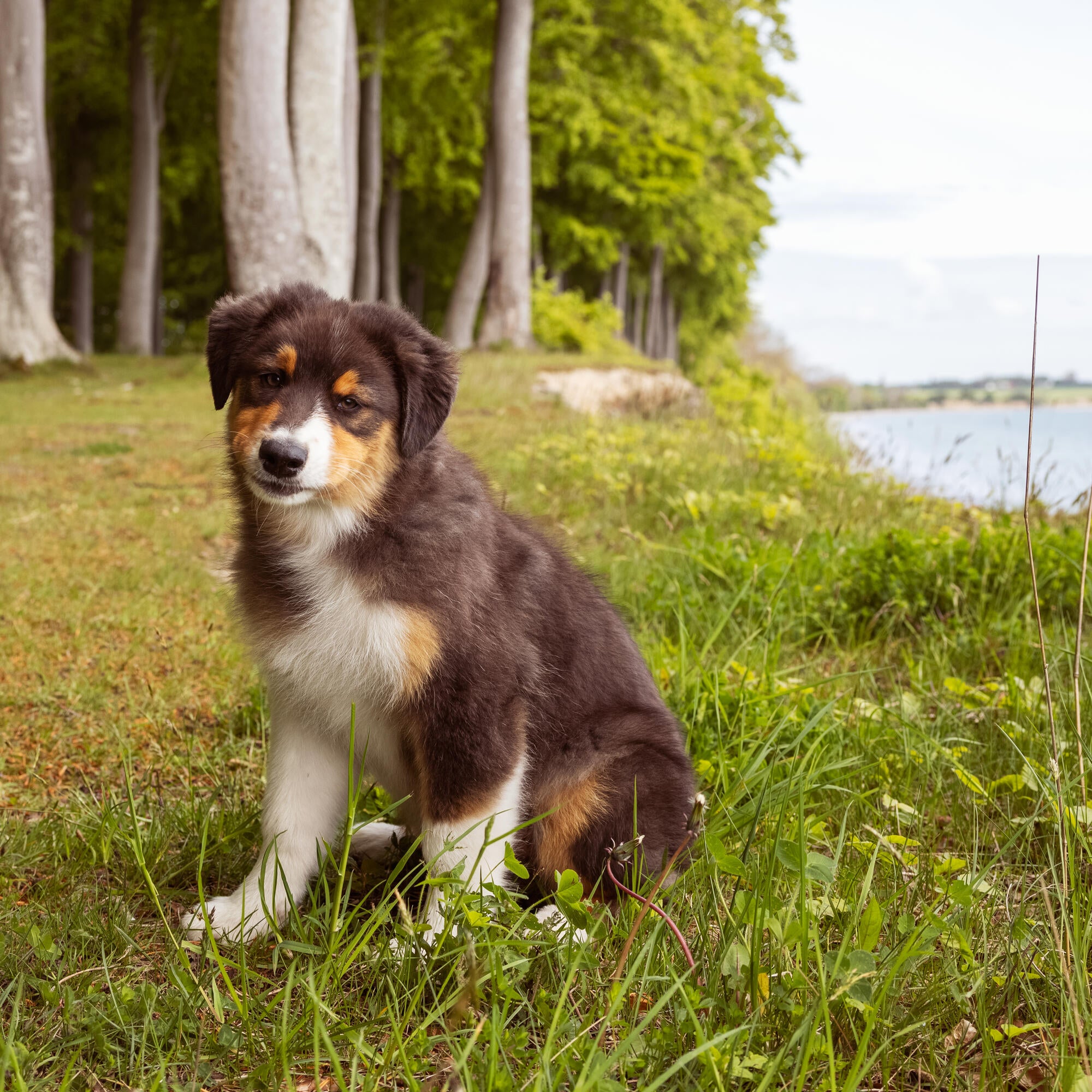 Lifestyle Image-71_Puppy by the sea_Original format_Highres (1)