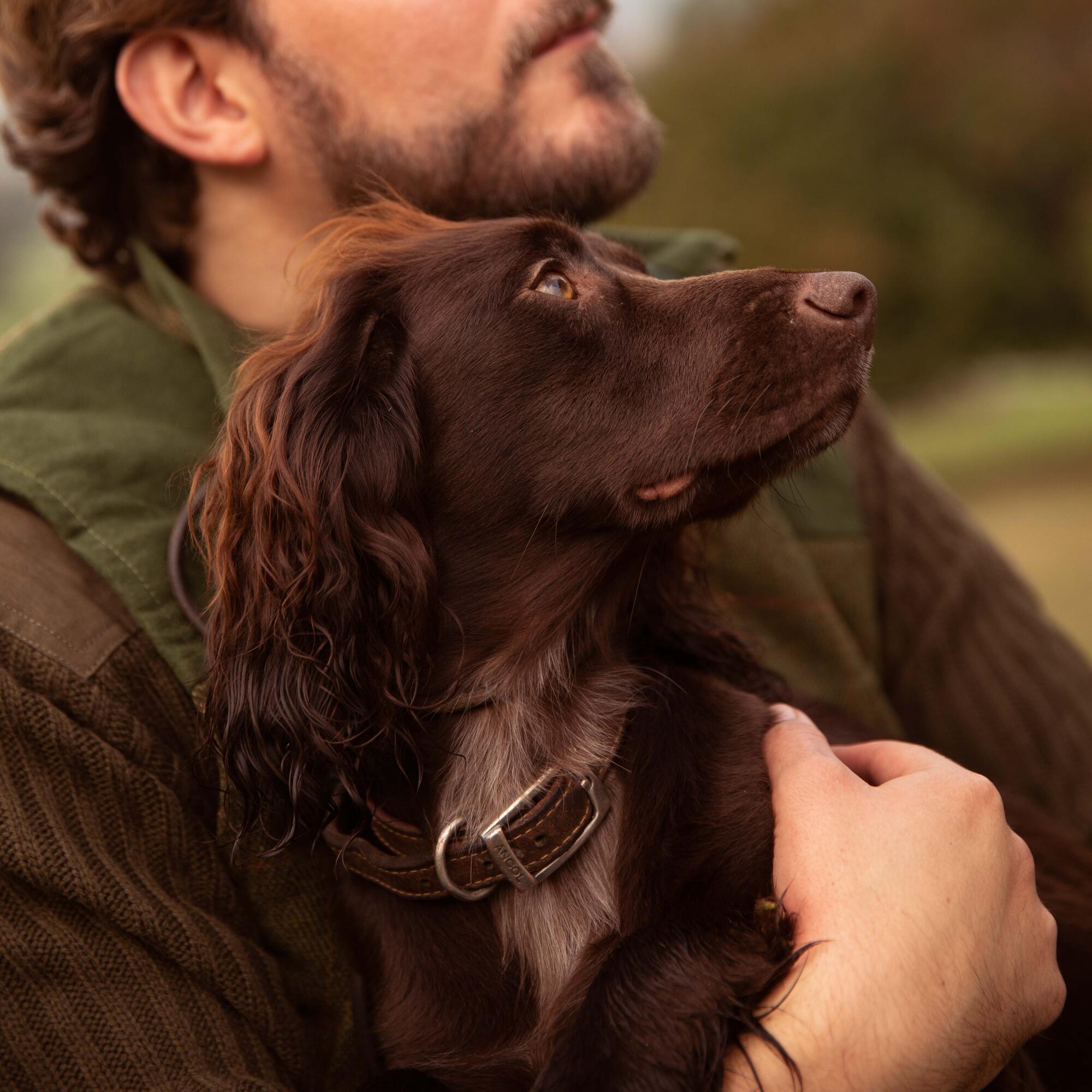 Springer waiting for his essentials dog food