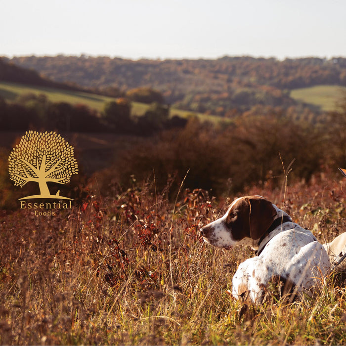 Dog in field resting