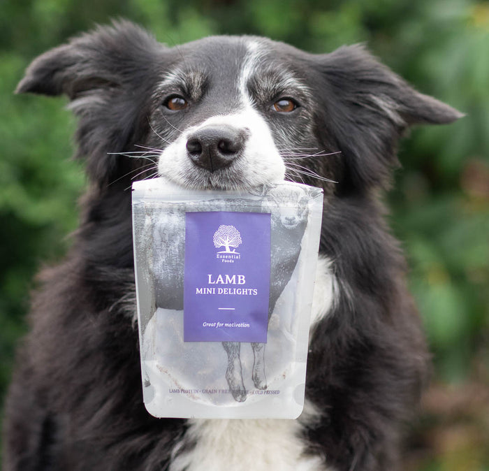 Mini Delights Lamb @bordercollie_girlpower (1)