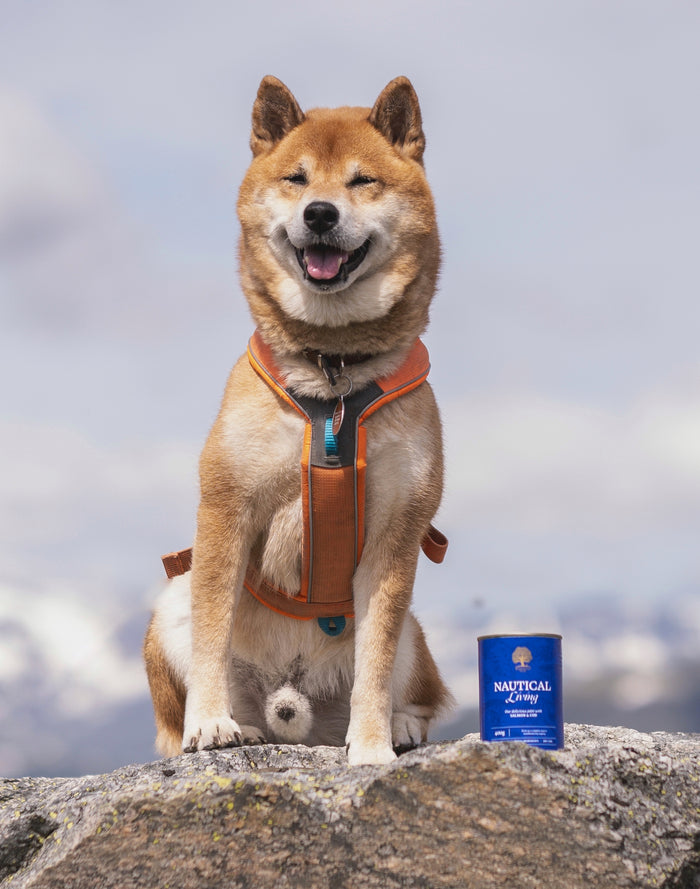 NAUTICAL Pate_ @life.with.two.fluffs