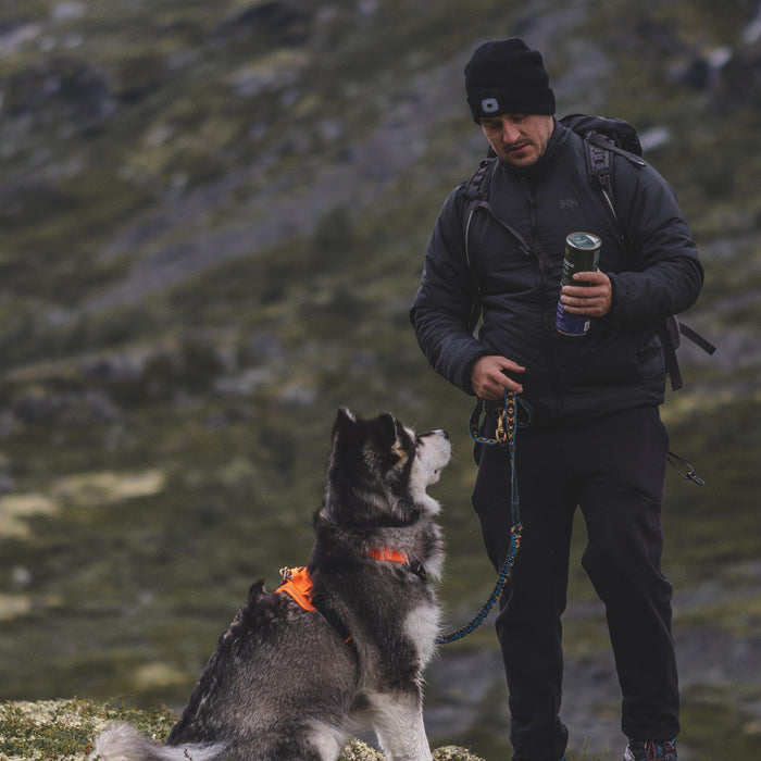 What is the best time to feed a dog at night?