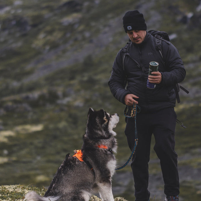 Dog eating dinner — Best time to feed a dog at night | Essentialfoods.ie
