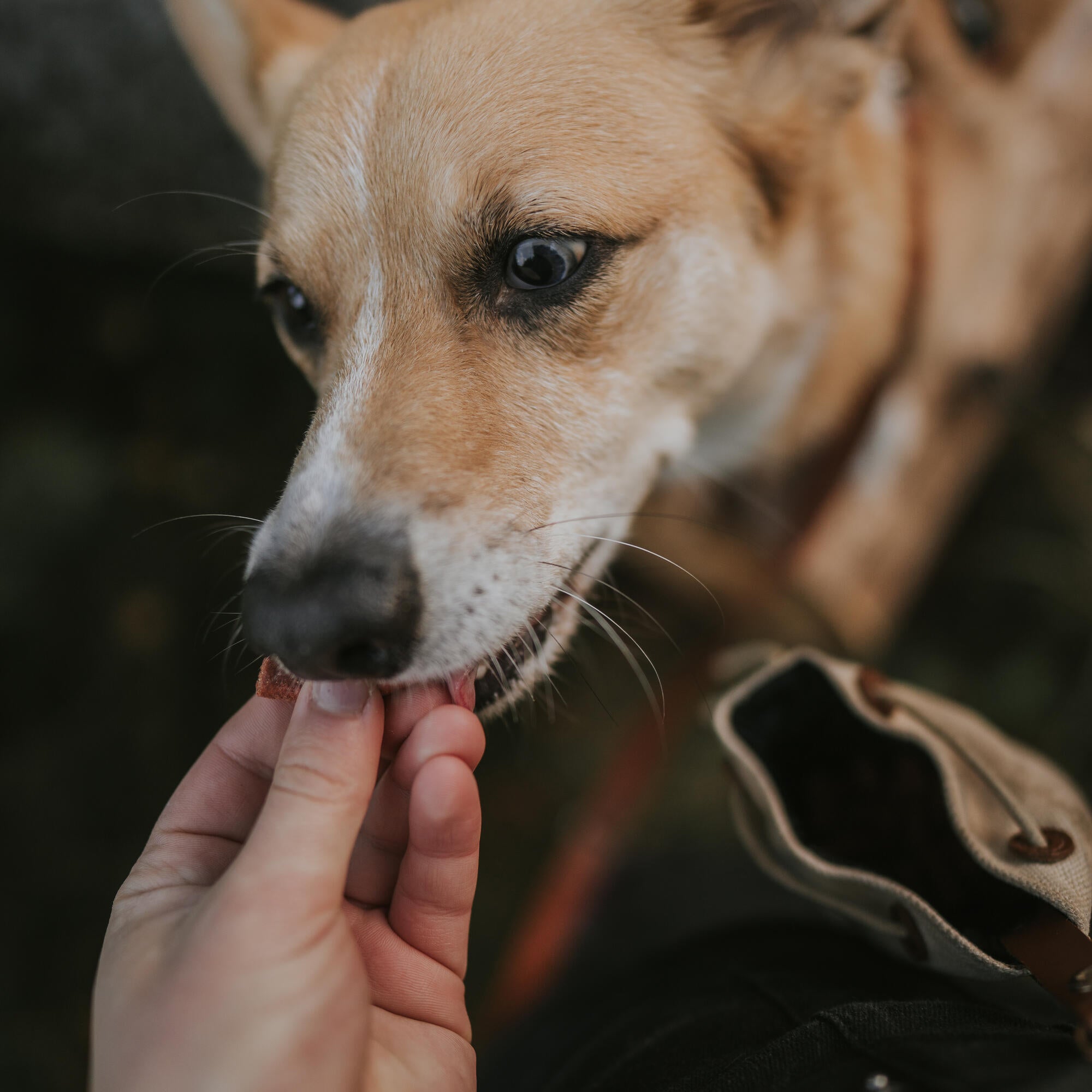 Photo44_@splinterthecorgi