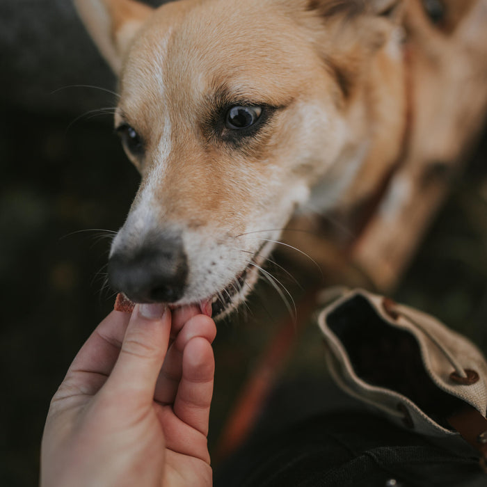 Photo44_@splinterthecorgi