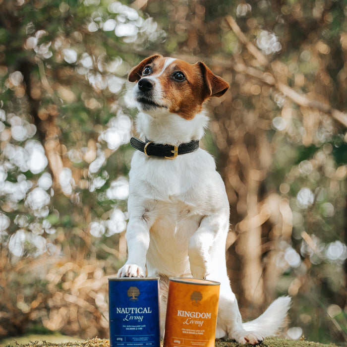 Photo6 @whippetvilja