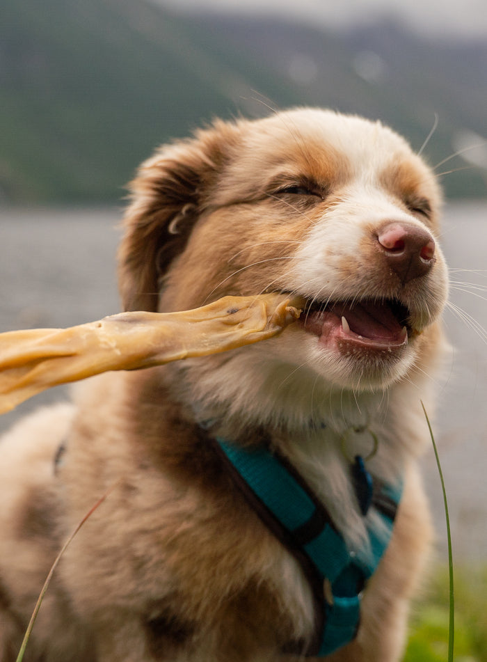 Photo 2_thenordicbears (3)