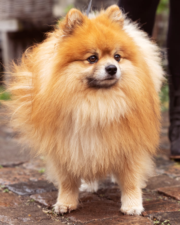 What is the healthiest food to feed a small dog?