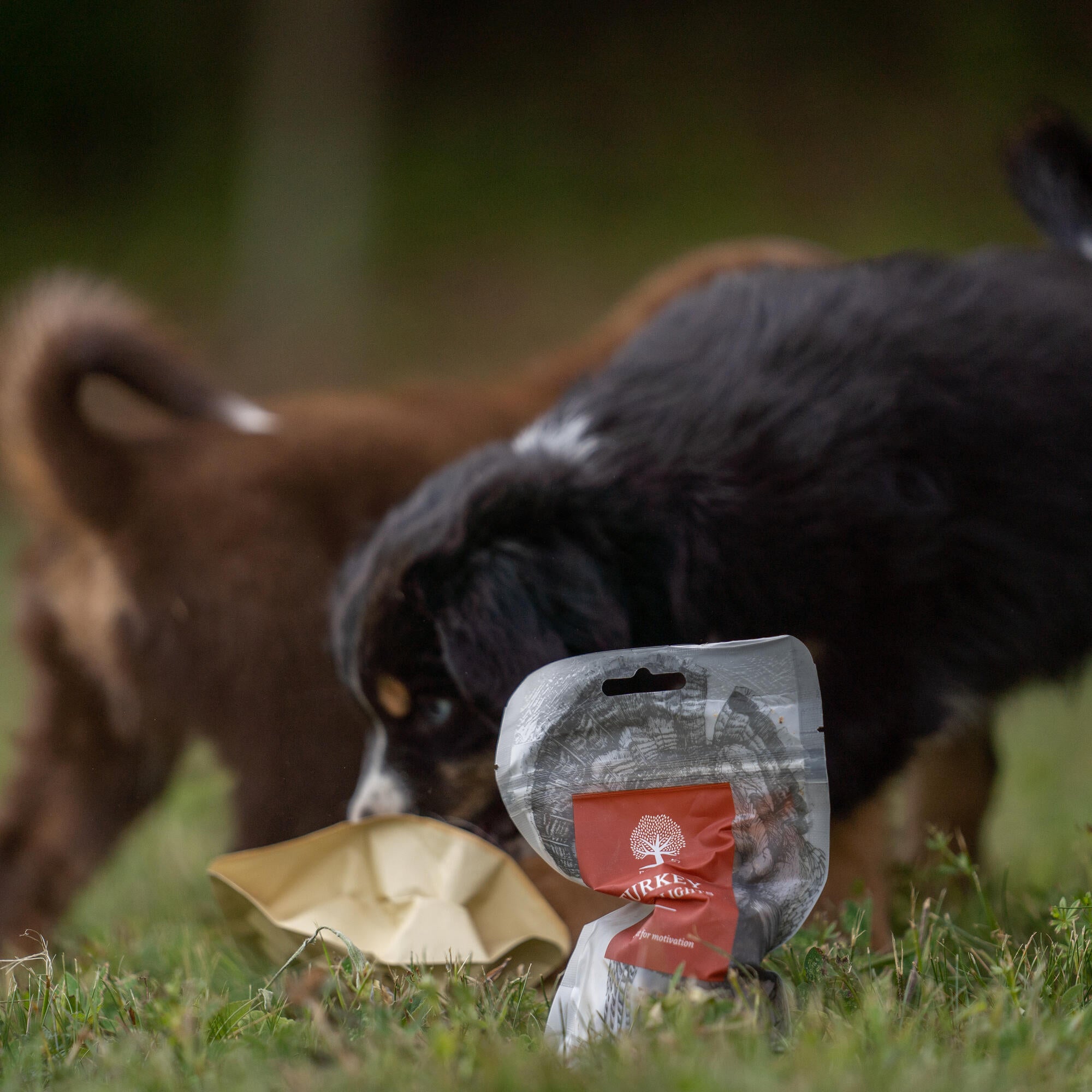 Puppy Mini from @thenordicbears