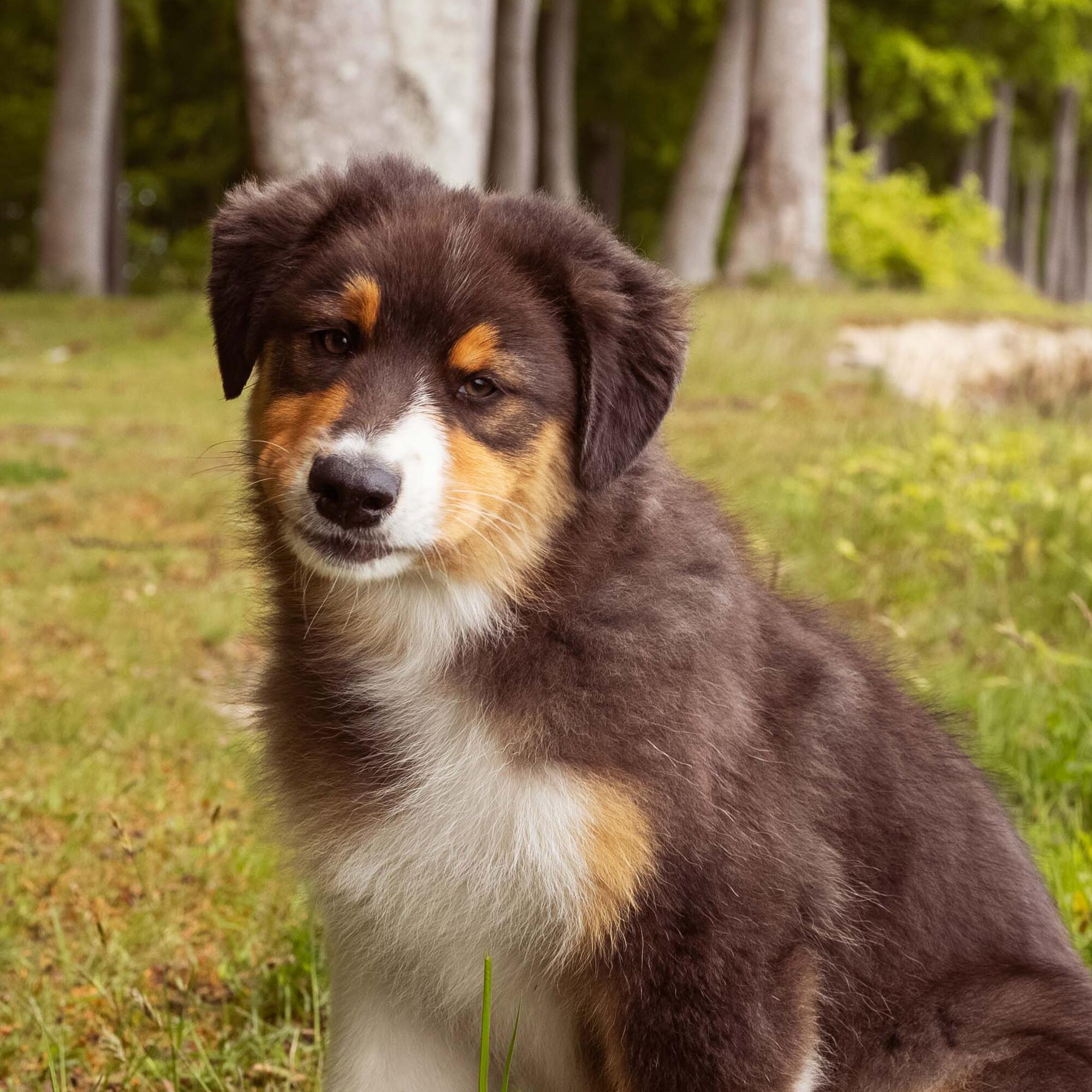 How long do you give a dog puppy food online