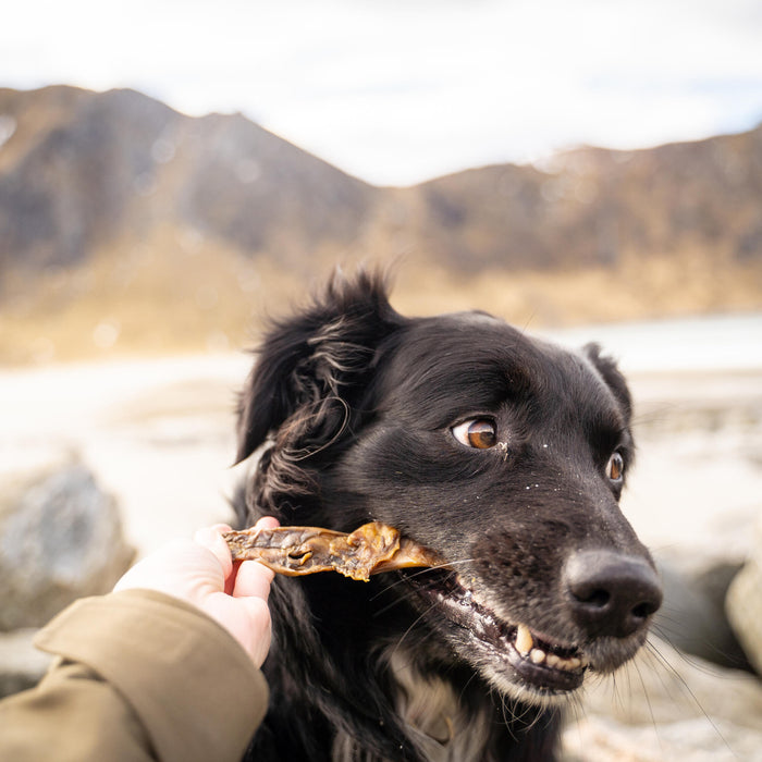 Rabbit D 33 @thenordicbears