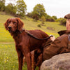 Red Setter standing and waiting
