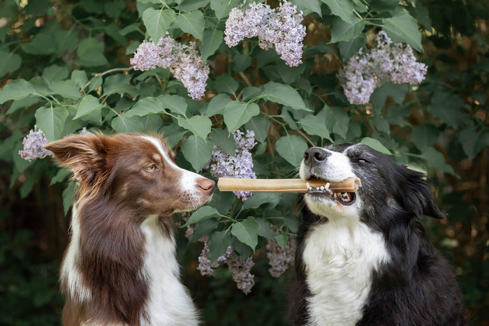 Rolled Delights @bordercollie_girlpower