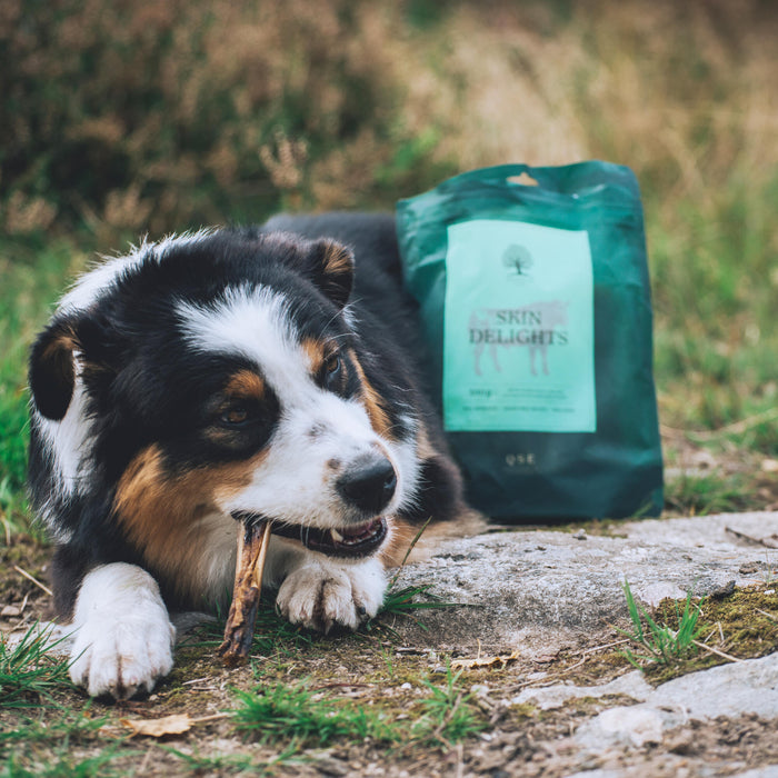 Is feeding a puppy once a day enough?