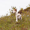 Small Senior dog enjoying nature