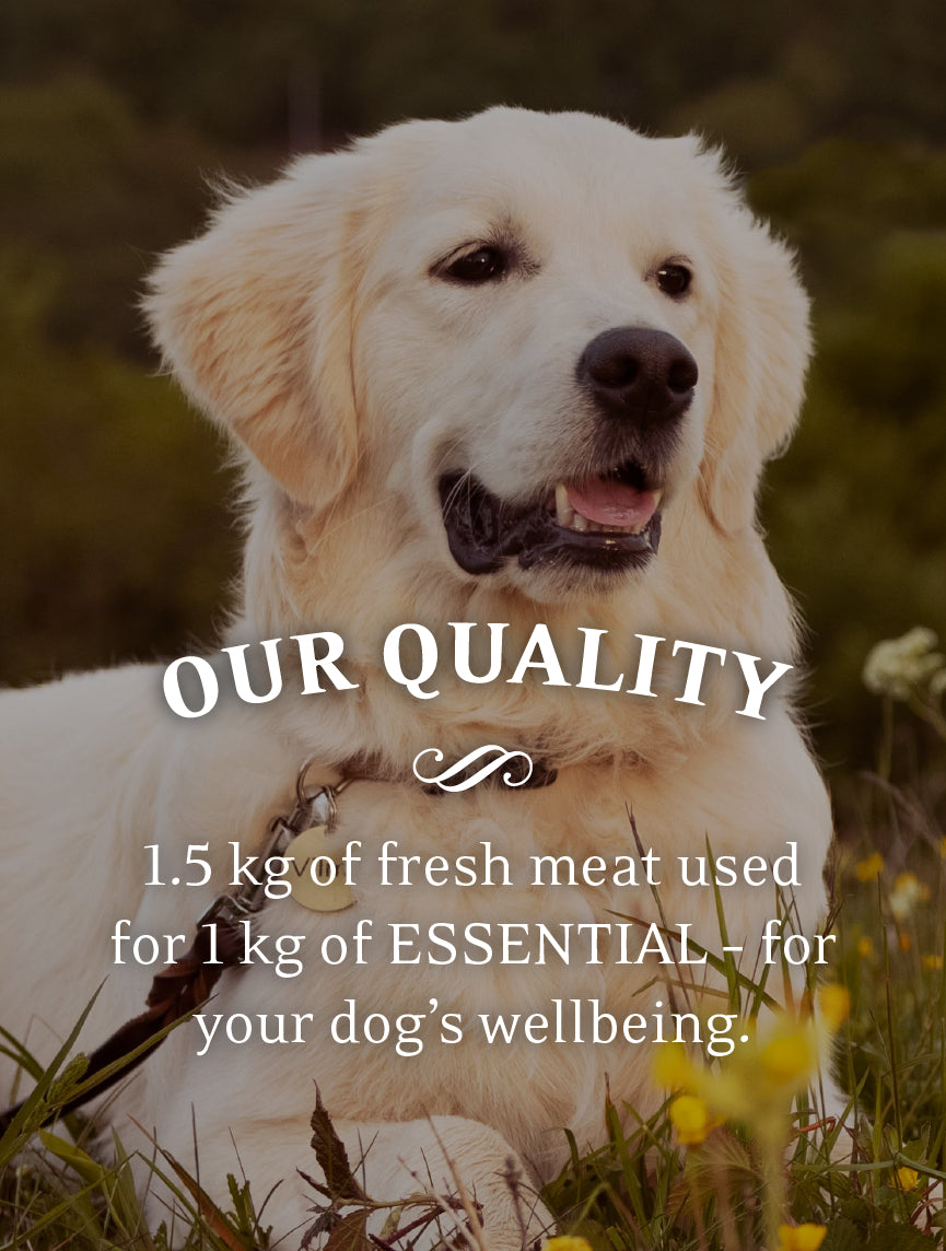 Grain free golden retriever online