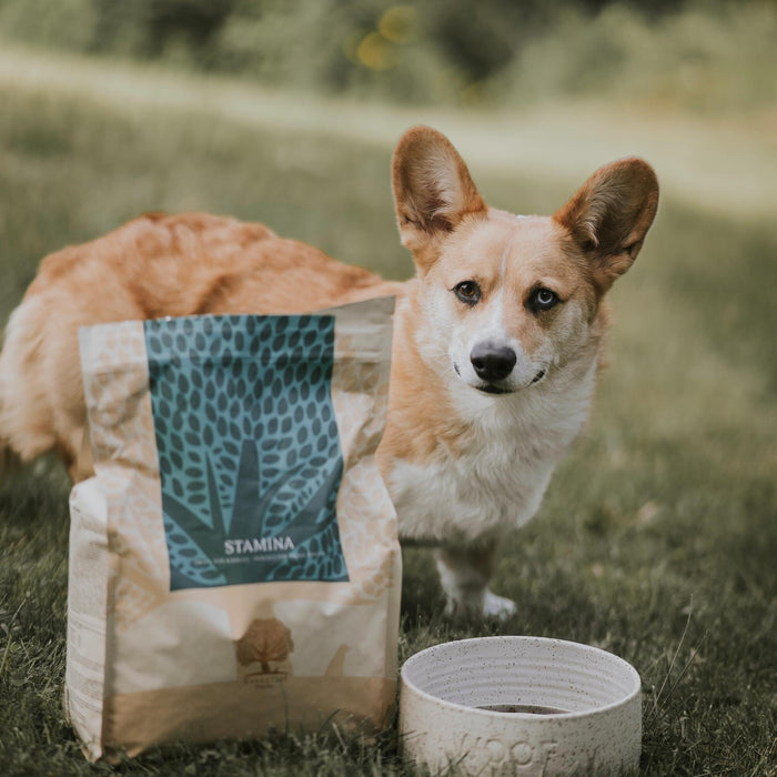 Stamina @splinterthecorgi