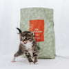 The Little Lion Cat 2 from @nike.nilsson