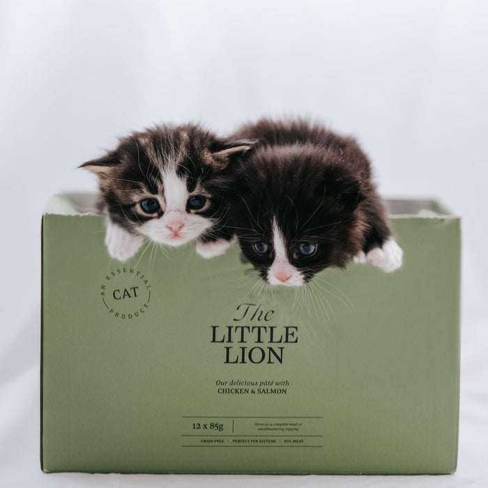 The Little Lion Cat from @nike.nilsson