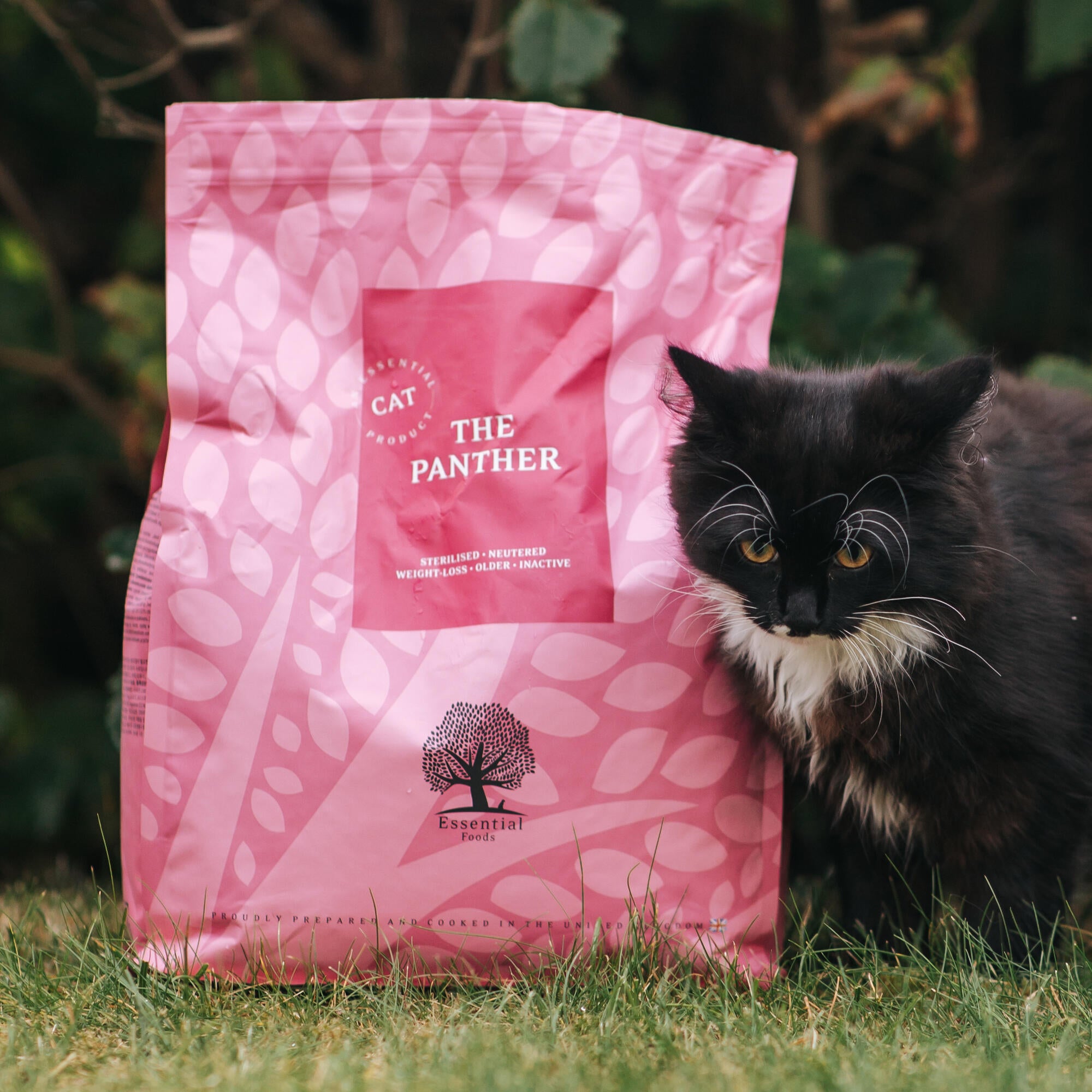 The Panther_@whippetvilja