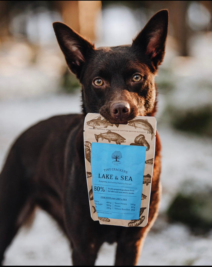 Tiny Crackers_ @dynamiteaussies