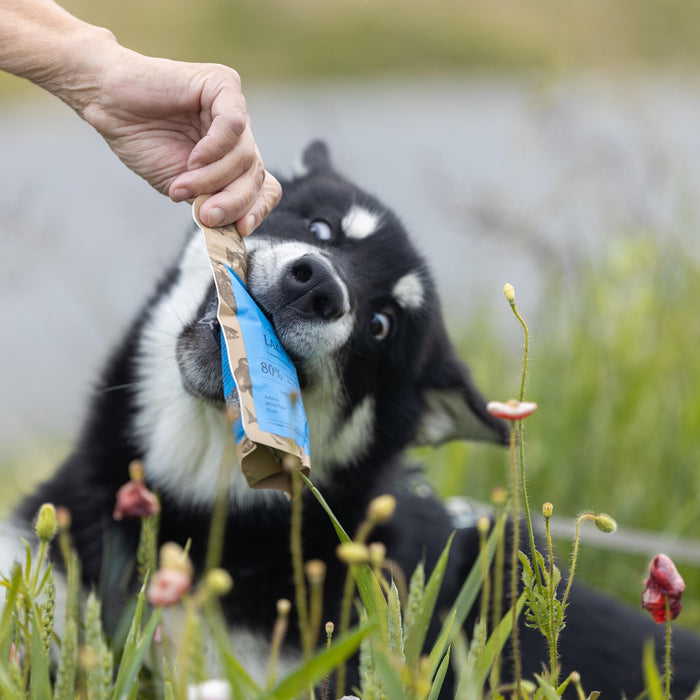 Tiny Crackers_ @nordicmalamutes