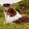What is the Best Dog Food for Large Breed Puppies?