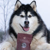 Winter 7 from @nordicmalamutes